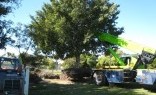 Greenman Gardens Tree Lopping