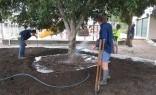 Greenman Gardens Tree Transplanting